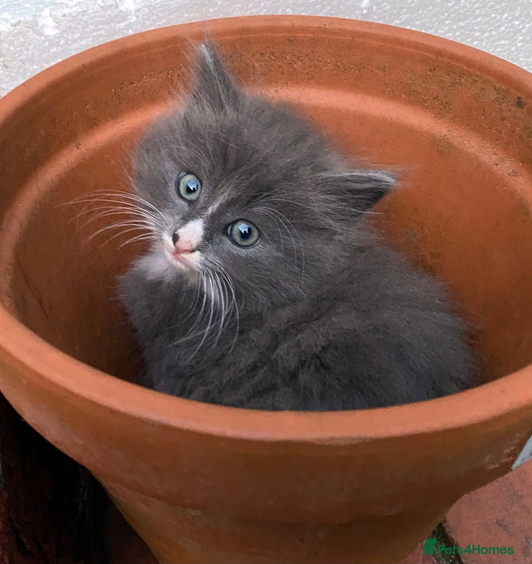 British Longhair cats for sale: Fluffy Grey British Longhair Kittens - Image 6