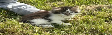 Mixed Breed 1