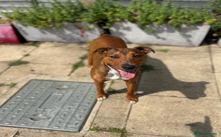 Mixed Breed dogs - Advert 2