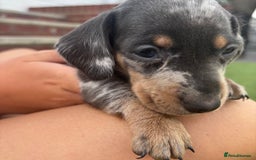 Miniature Dachshund dogs for sale: Miniature dachshund puppy’s TO LEAVE NOW in Luton - Image 8