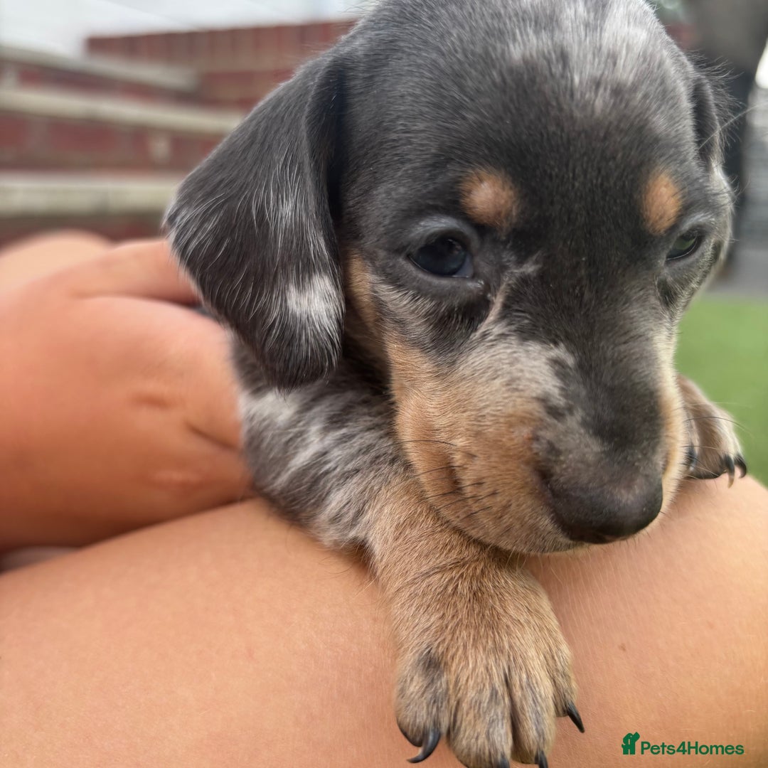 Miniature Dachshund dogs for sale: Miniature dachshund puppy’s TO LEAVE NOW in Luton - Image 8