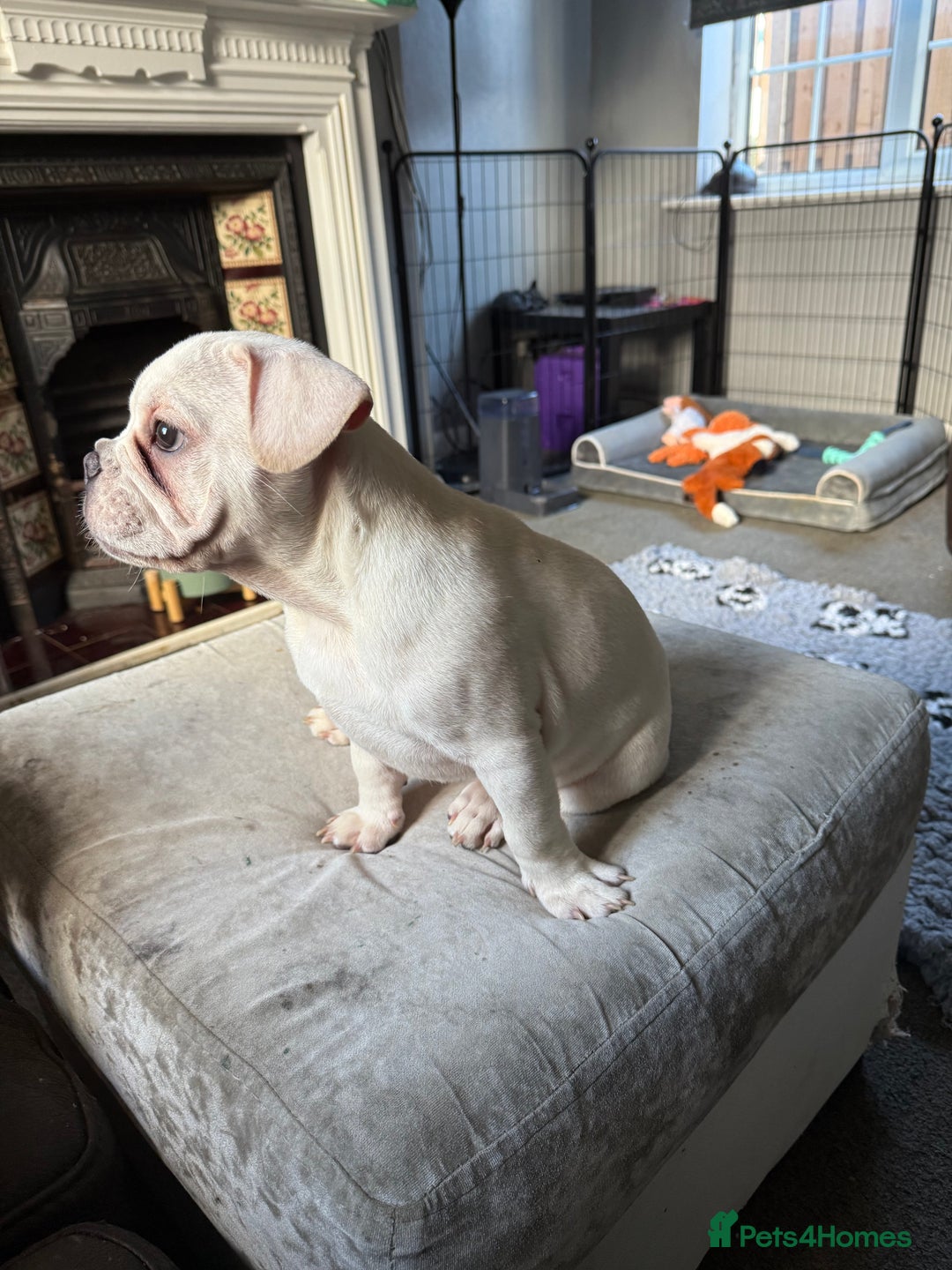 French Bulldog dogs for sale: French bulldog pups ❤️ - Advert 11