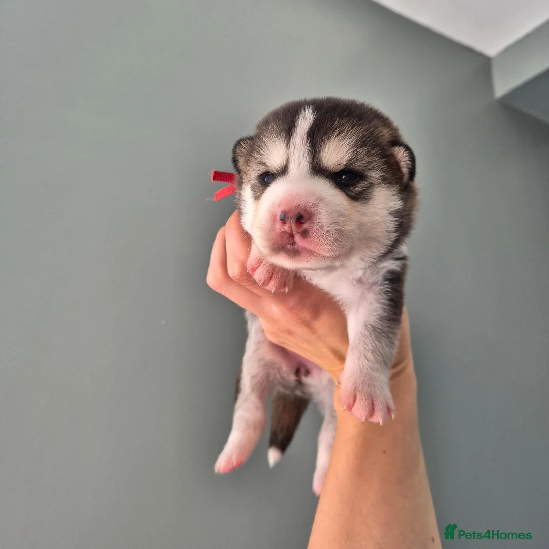 Pomsky dogs for sale: Pomsky puppies from Health tested parents - Advert 18