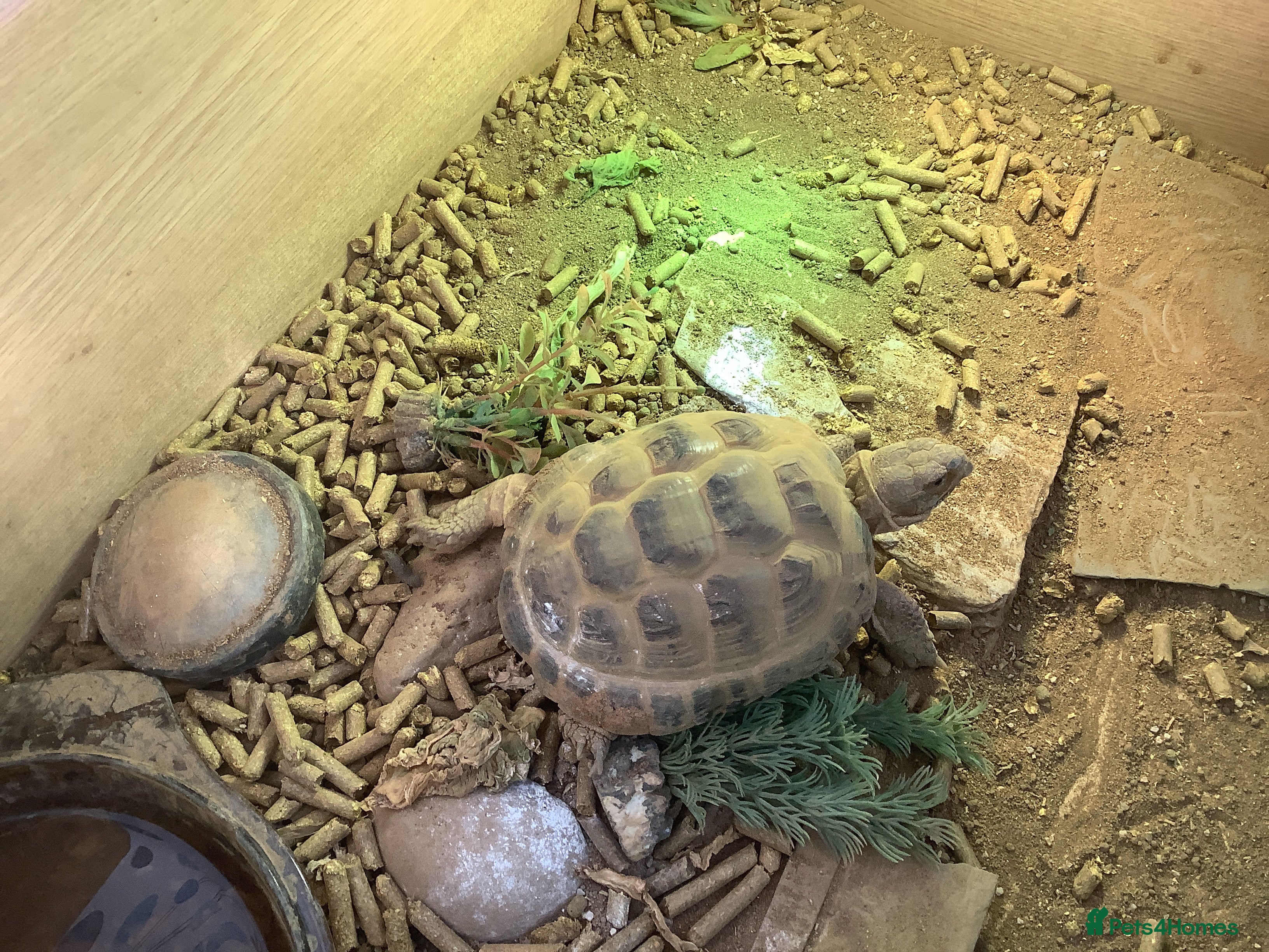 Tortoise reptiles 6 year old male horse field tortoise and table - Advert 16