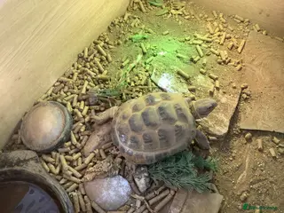 Tortoise reptiles 6 year old male horse field tortoise and table - Advert 16