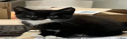 Mixed Breed cats for sale: 😍 3 Adorable Black & Tuxedo Kittens 🐈‍⬛💕 - Advert 6