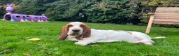 Basset Hound dogs for sale: Basset hound amazing couple  - Advert 14