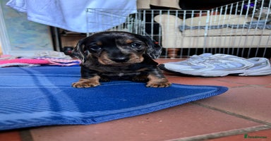 Miniature Dachshund dogs - Advert 2