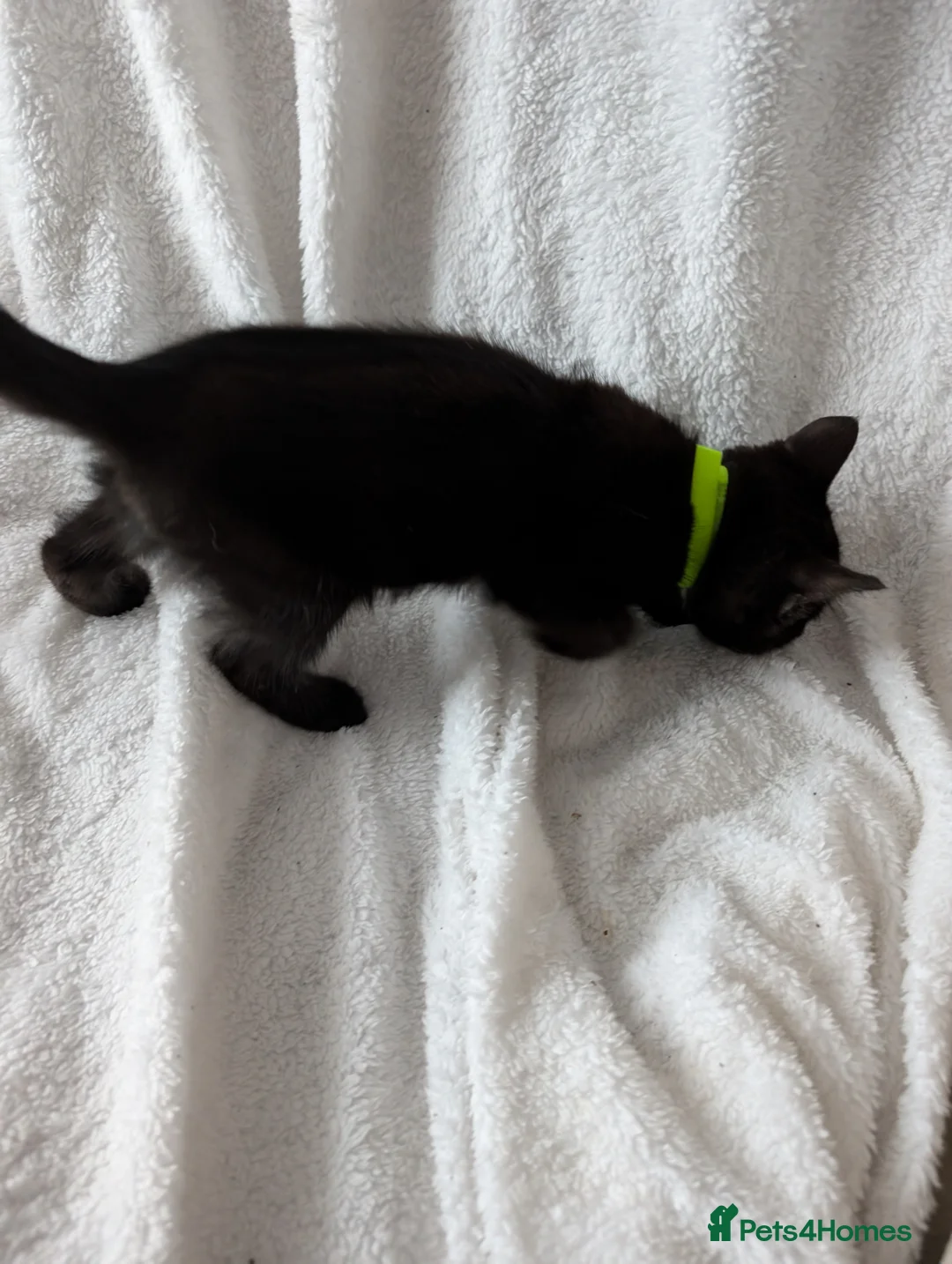 Ragdoll cats for sale: Ragdoll kittens  - Advert 5