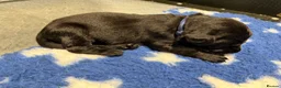 Labrador Retriever dogs for sale: 2 Boys Avaliable now for collection - Advert 29