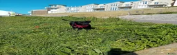 Mixed Breed dogs for sale: Zues  in Lyme Regis - Advert 10