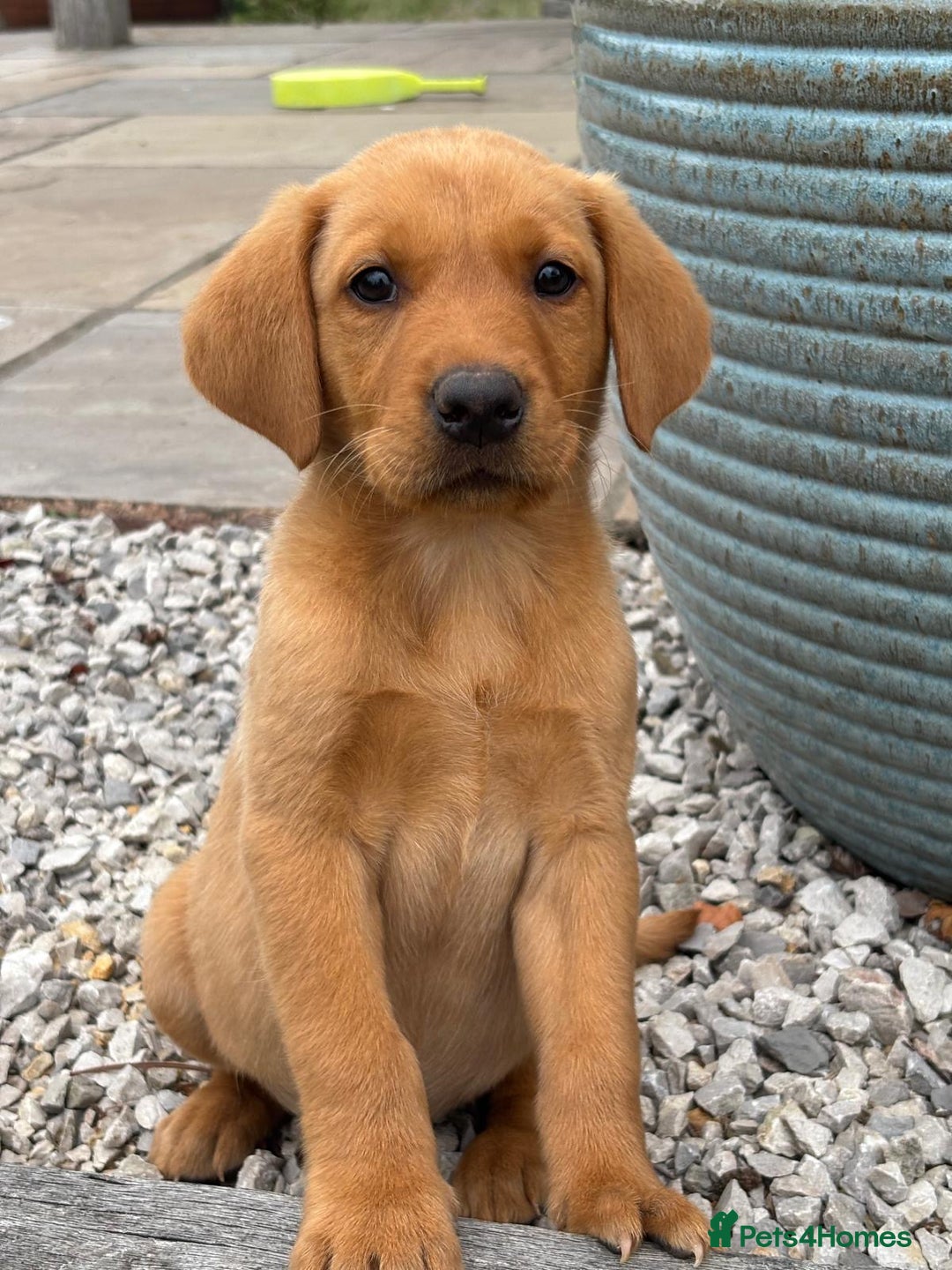 Goldador dogs for sale: GORGEOUS GOLDADORS  - Image 16