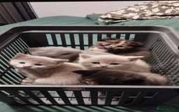Mixed Breed cats for sale: One boy and 2 girls looking for home - Image 11