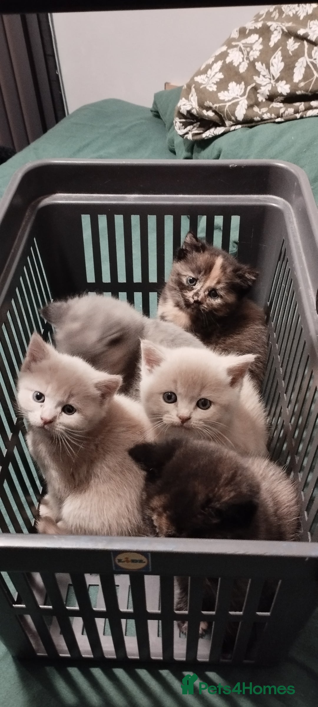 Mixed Breed cats for sale: One boy and 2 girls looking for home - Image 11