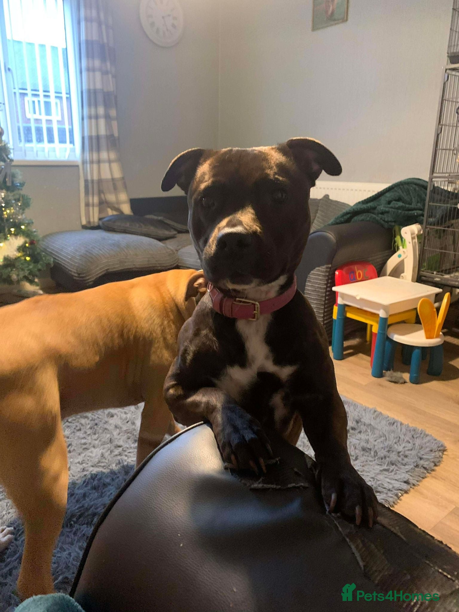 Staffordshire Bull Terrier dogs Brindle Staffordshire bull terrier.  - Advert 4