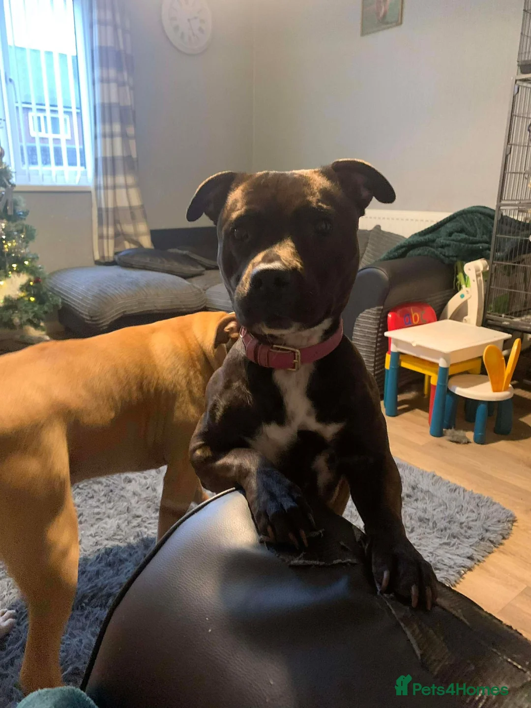 Staffordshire Bull Terrier dogs for sale: Brindle Staffordshire bull terrier.  - Advert 1