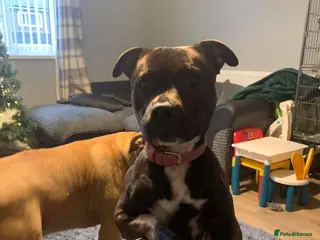Staffordshire Bull Terrier dogs Brindle Staffordshire bull terrier. - Advert 1