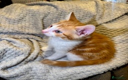 Domestic Shorthair cats for sale: Real life Garfield🤩 - Image 30