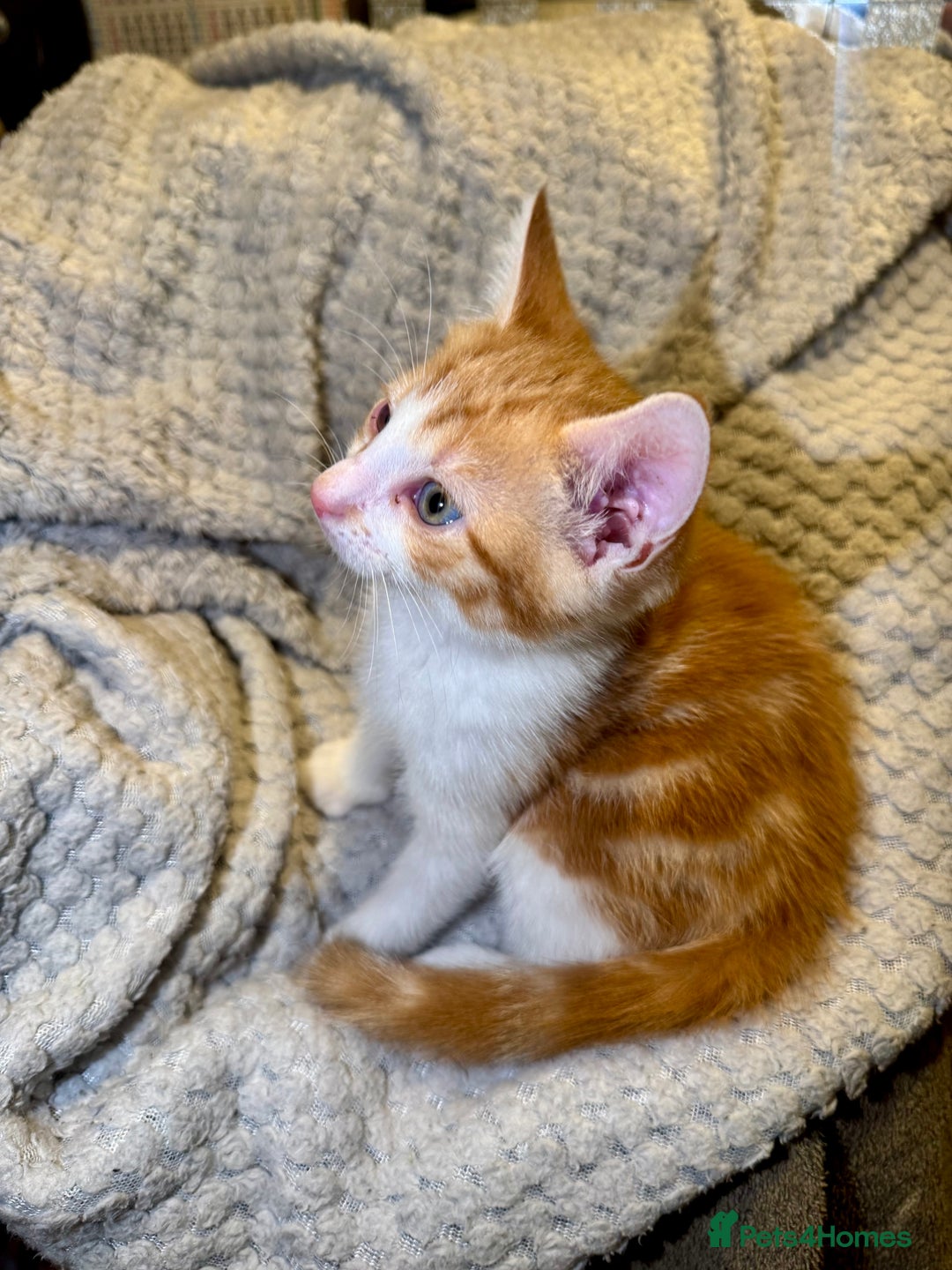 Domestic Shorthair cats for sale: Real life Garfield🤩 - Image 30