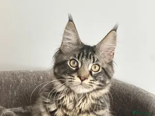Maine Coon cats Gorgeous registered Maine coon girl- ready now - Advert 2