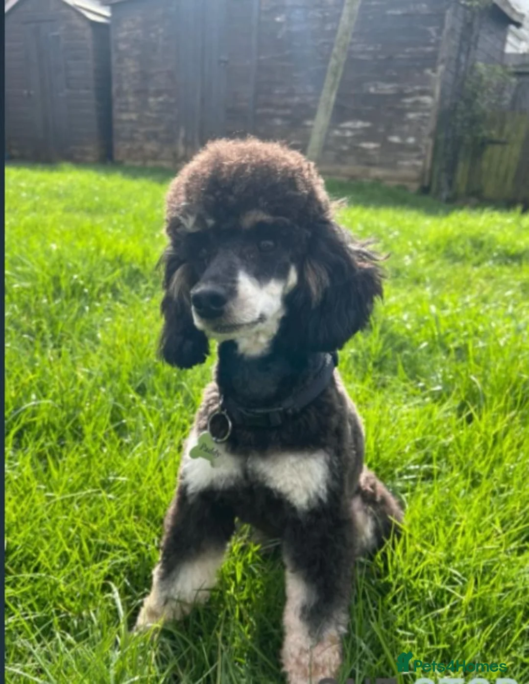 Cockapoo dogs for sale: *top quality cockapoo puppies** Hypoallergenic  in Rossendale - Advert 2