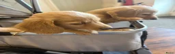 Miniature Dachshund dogs for sale: Pure cream long haired mini dachshunds - Advert 13