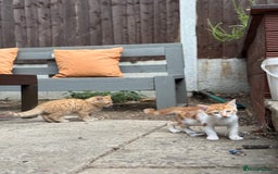 Domestic Shorthair cats for sale: Family-Raised Kittens, Friendly, Playful Ready Now - Image 7