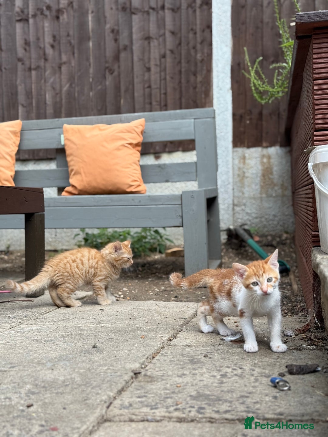 Domestic Shorthair cats for sale: Family-Raised Kittens, Friendly, Playful Ready Now - Image 7