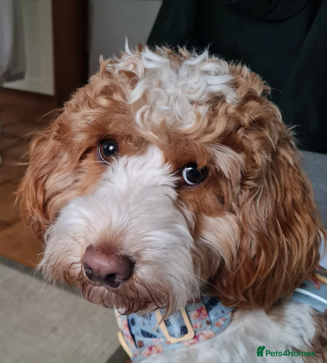 Cockapoo dogs for sale: Rehoming 12 month old Cockapoo - Advert 2