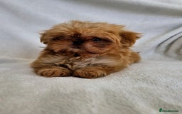 Shih Tzu dogs for sale: Ready now looking for their forever homes  - Image 6
