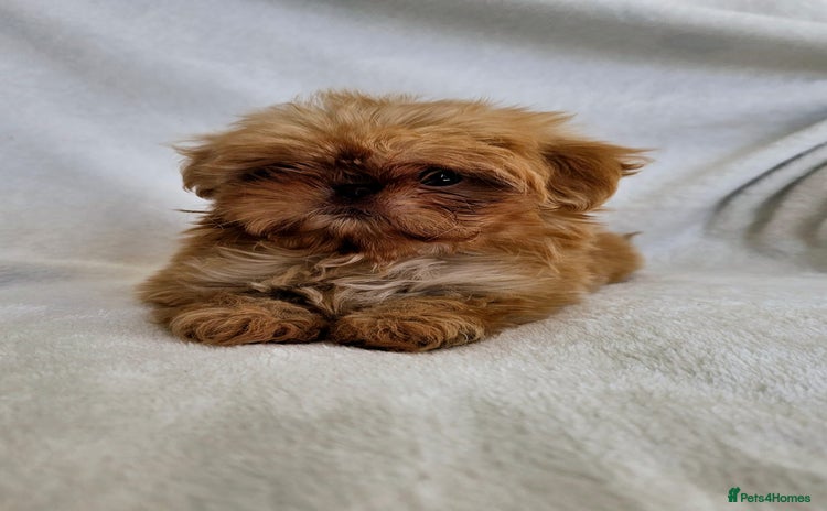 Shih Tzu dogs - Advert 5