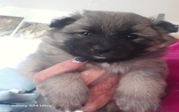 Mixed Breed dogs for sale: Pomspitz puppies  - Advert 5
