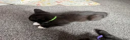 Mixed Breed cats for sale: 5 kittens available now - Advert 14