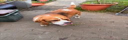 Beagle dogs for sale: FOREVER HOME WANTED FOR BECKY & BUDDY 🐾❤️ - Advert 8