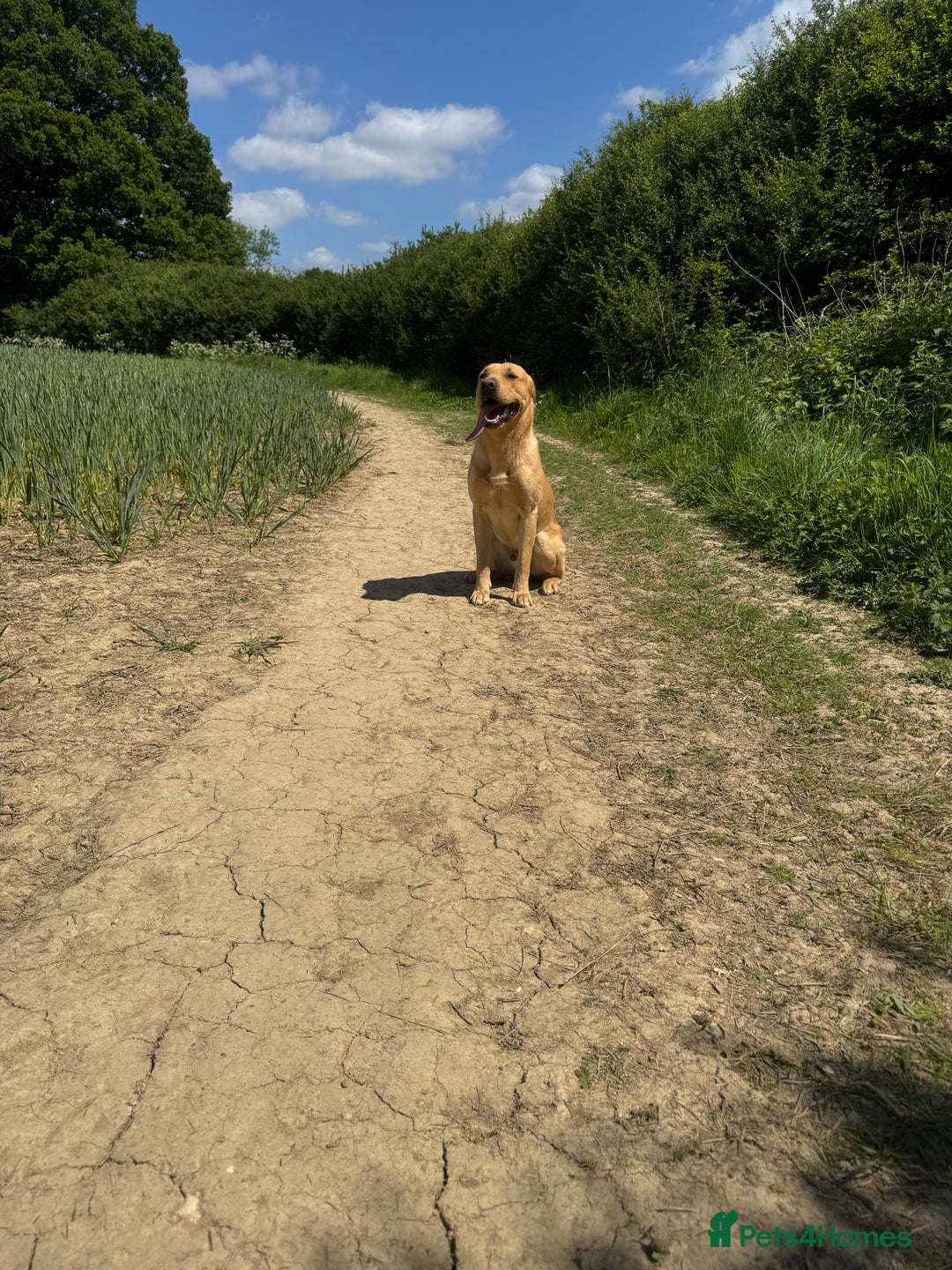 Labrador Retriever dogs for sale: 1 year old working lab  - Image 3