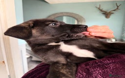 Mixed Breed dogs for sale: Labrakita - Image 1