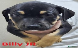 Mixed Breed dogs for sale: Confident & Well-Socialised Presa x Staffy Pups - Image 11