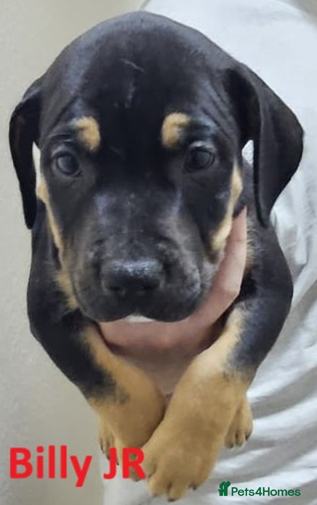 Mixed Breed dogs for sale: Confident & Well-Socialised Presa x Staffy Pups - Image 11