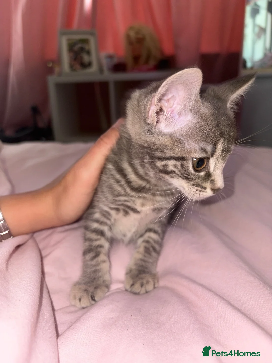 Domestic Shorthair cats for sale: 3 tabby kittens in Darlington - Advert 2
