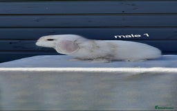 Mini Lop rabbits for sale: Gorgeous mini lop rabbits ready now  - Image 1