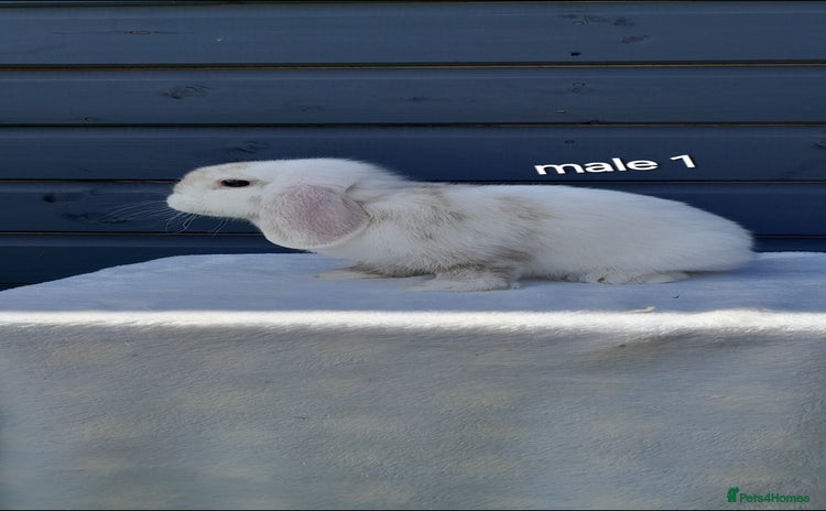Mini Lop rabbits - Advert 5