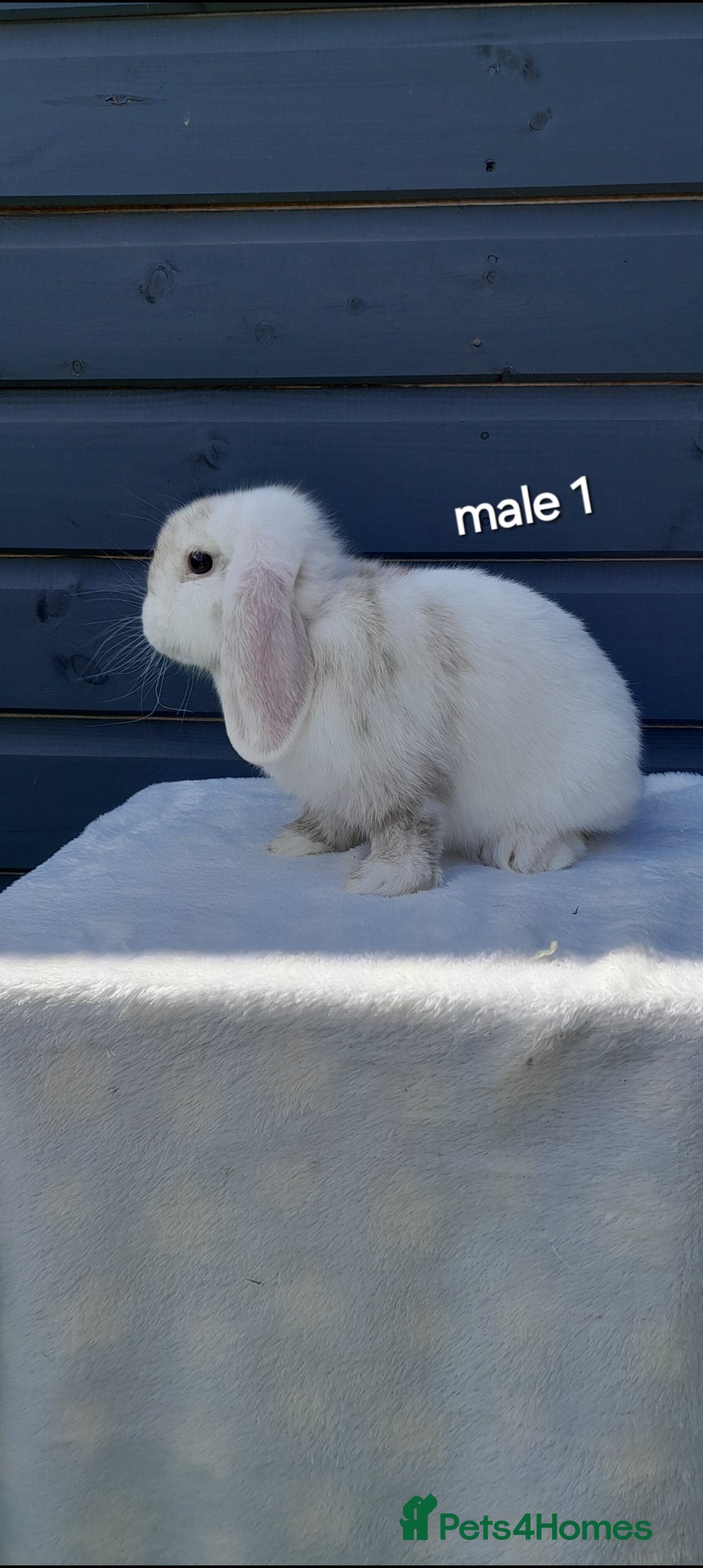 Mini Lop rabbits for sale: Gorgeous mini lop rabbits ready now  - Image 1