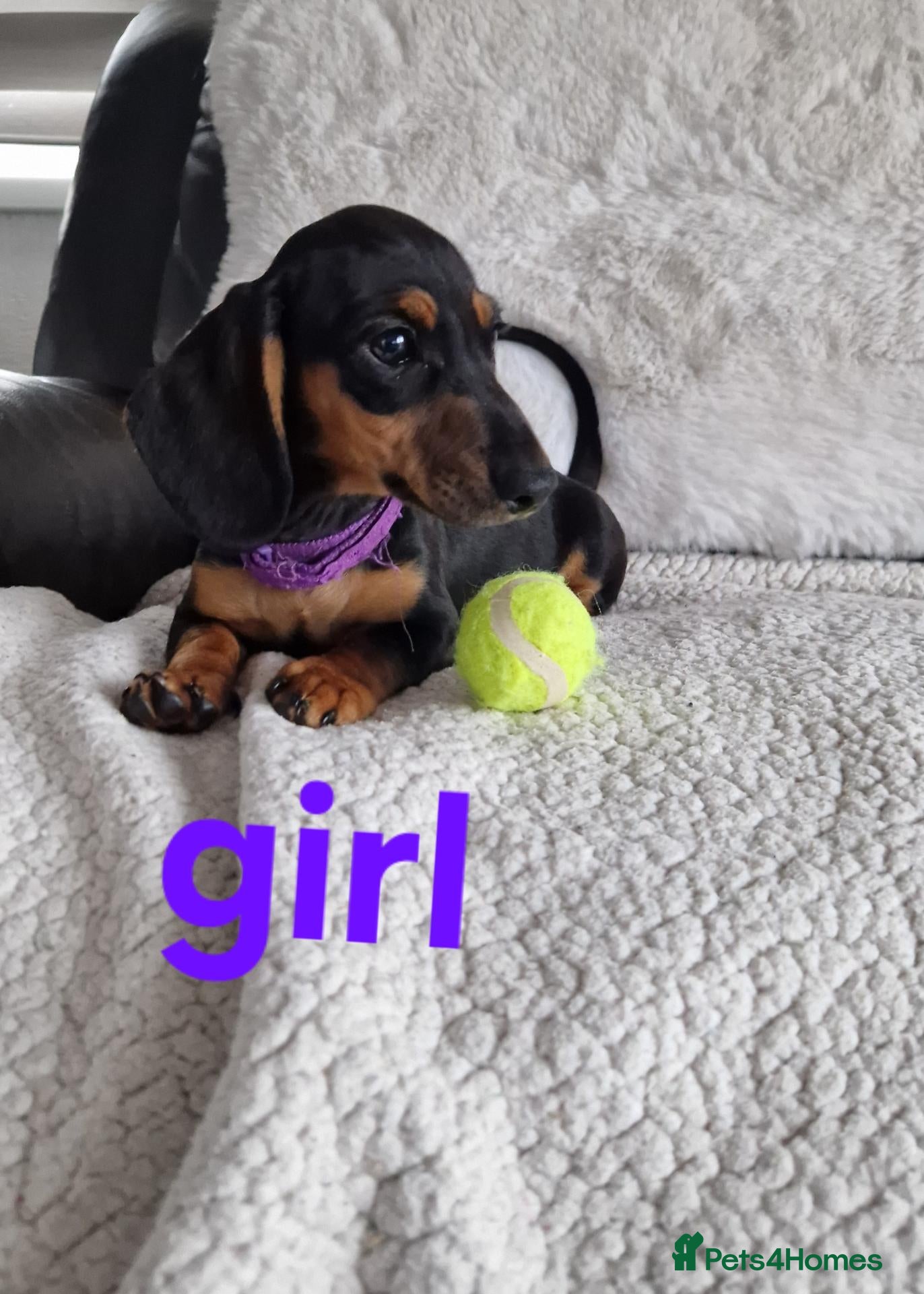 Miniature Dachshund dogs Ready to Go Beautiful miniature Dachshund  - Advert 2