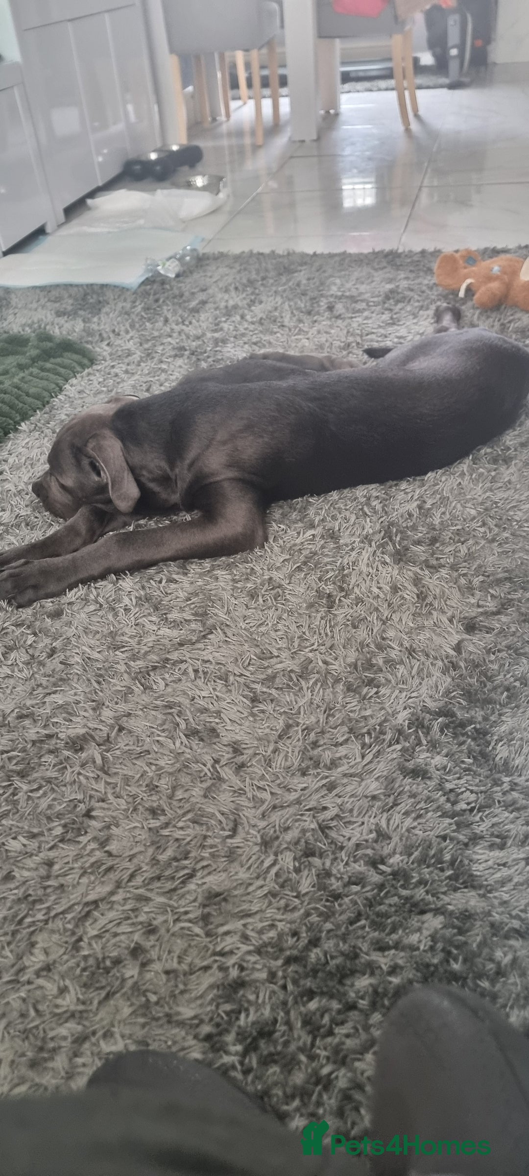 Cane Corso dogs for sale: 5 month Cane Corso - Image 2