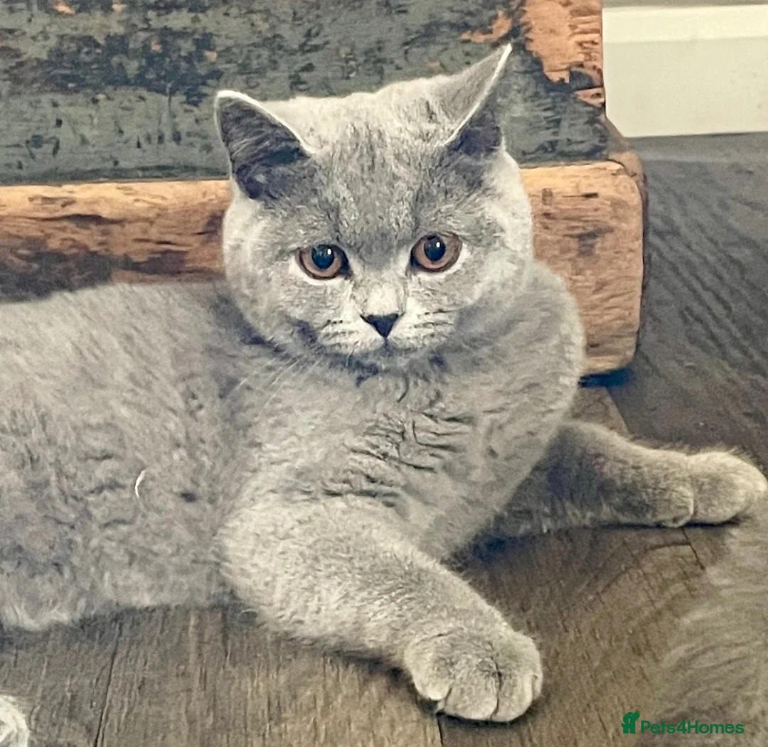 British Shorthair cats for sale: GCCF British Shorthair Blue Male Kittens in Melton Mowbray - Advert 2