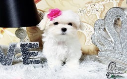 Maltese dogs for sale: Emperatrice Maltese-Korean Line Show Maltese KC Re - Advert 39