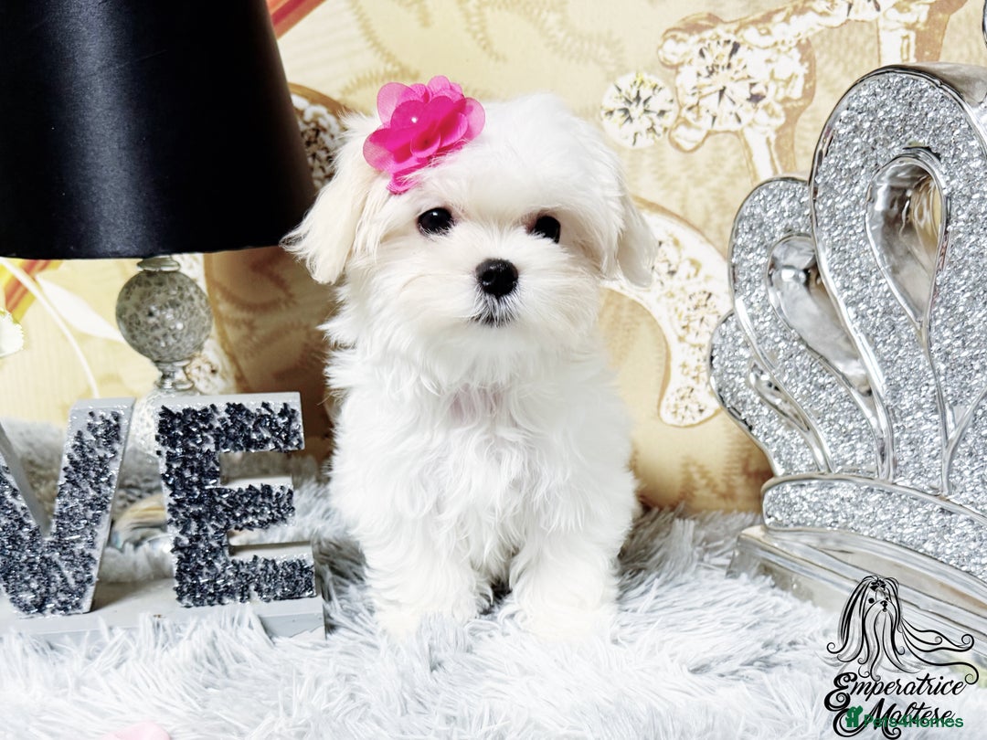 Maltese dogs for sale: Emperatrice Maltese-Korean Line Show Maltese KC Re - Advert 39