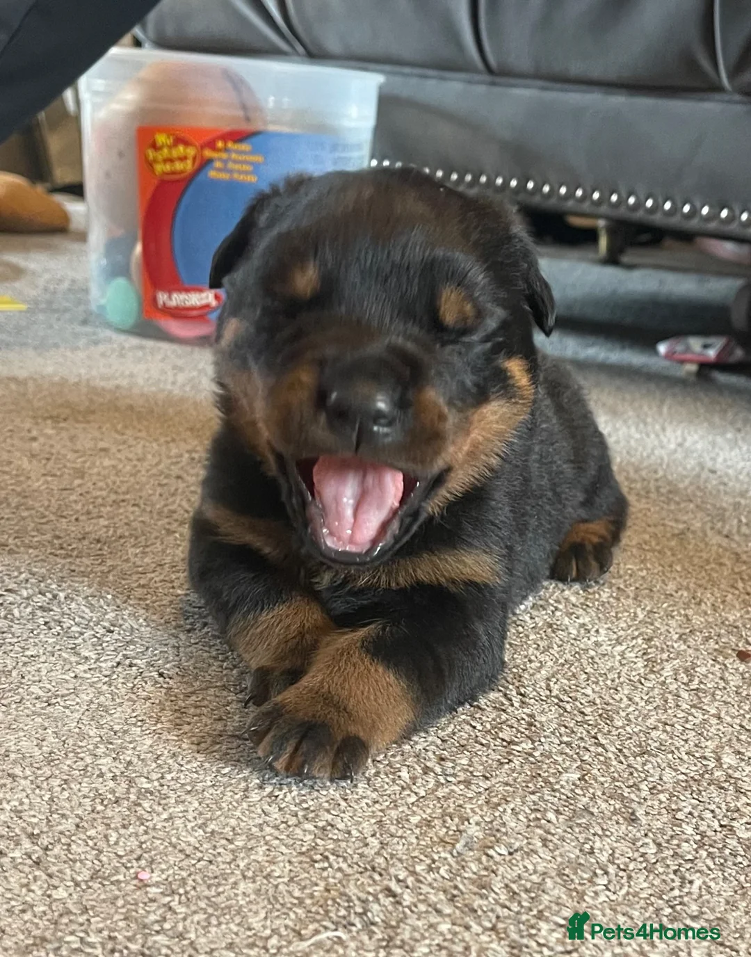 Rottweiler dogs for sale: Rottweiler pups big boned a1 quality kc registered - Advert 2