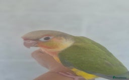 Conures birds for sale: Handreared  - Image 12