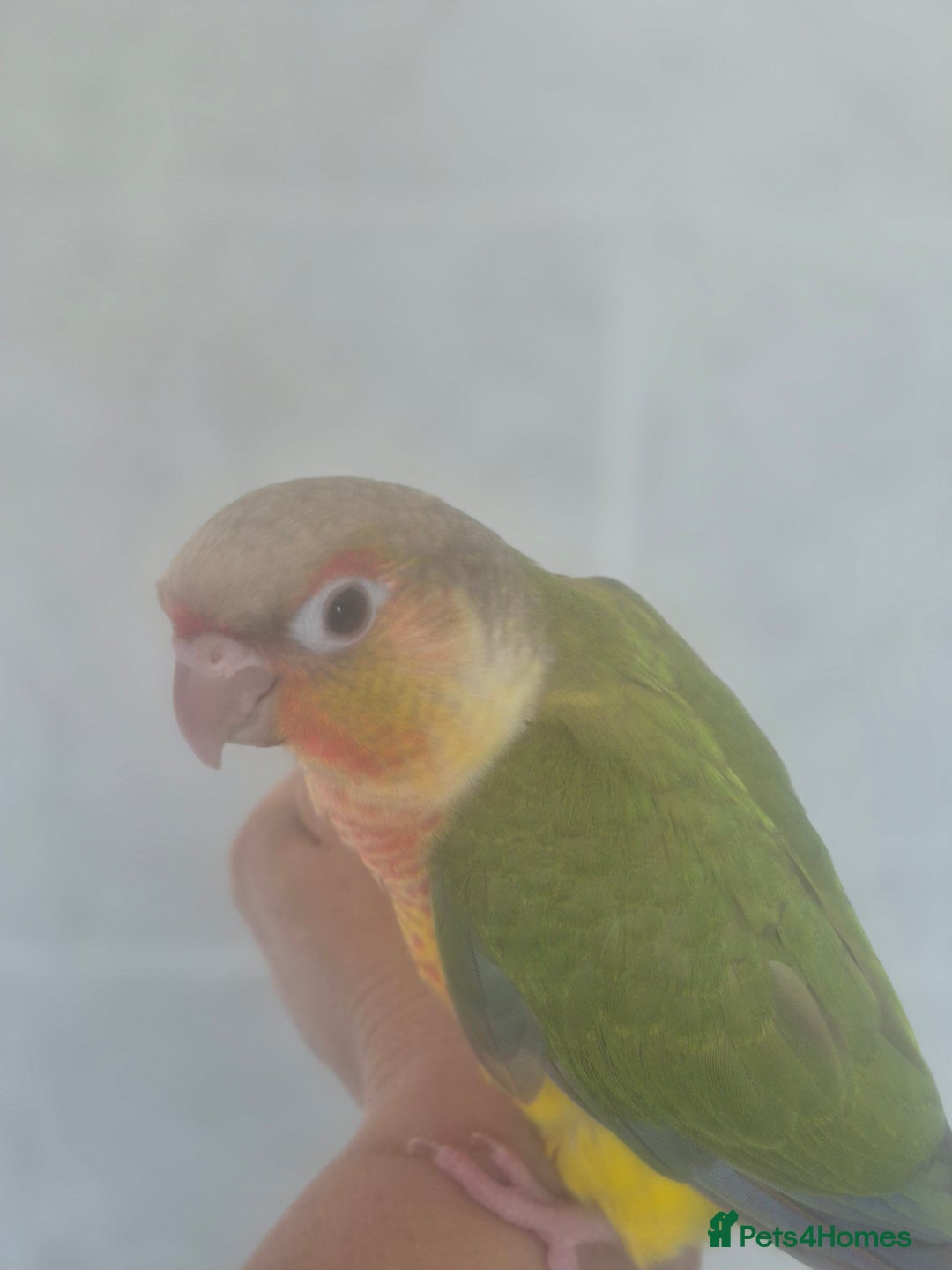 Conures birds for sale: Handreared  - Image 12